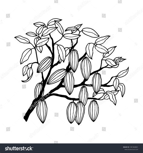 Cocoa Tree Stock Illustration Hand Drawing Stock Illustration ...