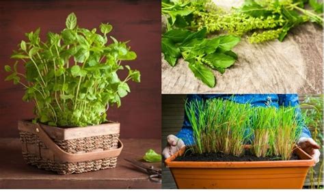 Indian Medicinal Plants: 5 Medicinal Herbs You Must Plant In Your ...