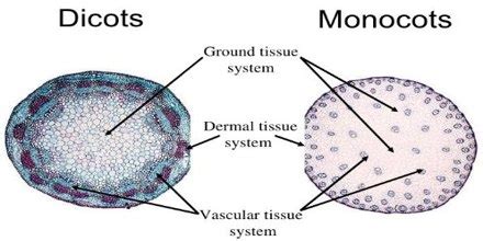 Ground Tissue System in Plants - QS Study