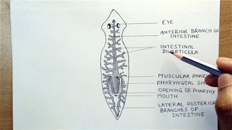 planaria alimentary canal || how to draw alimentary canal of planaria ...