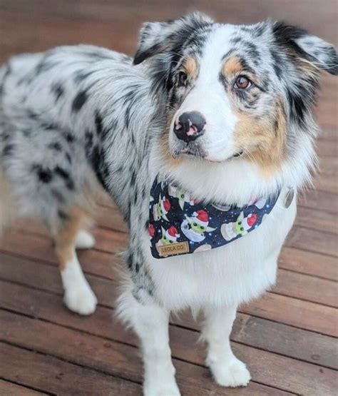 Blue Merle Australian Shepherd: Everything You Need to Know