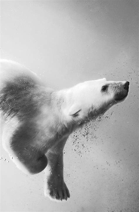 Polar Bear Underwater Pictures, Photos, and Images for Facebook, Tumblr ...