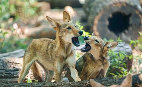 American Red Wolf Pups' Conversation - Endangered Wolf Center Zoo Guide