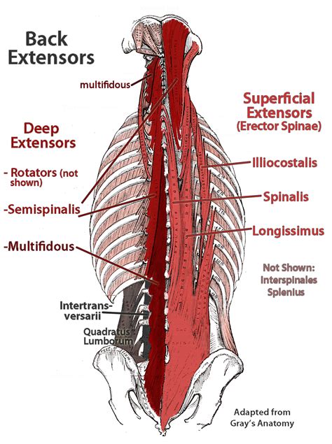 deep muscles of lower back : Biological Science Picture Directory ...