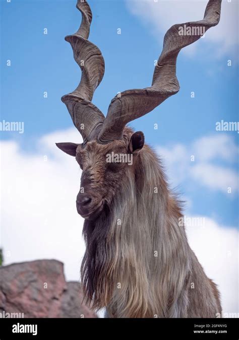 Beautiful mountain goat with helical long horns on the background of ...