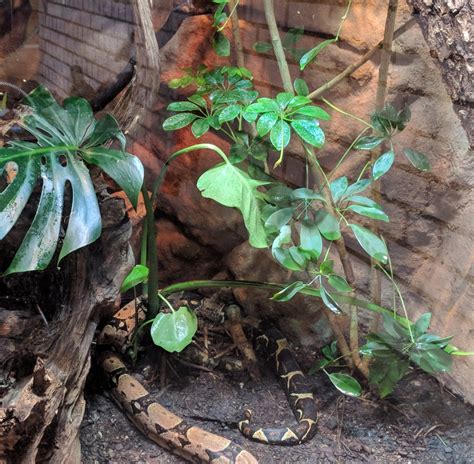 Red tailed Boa Habitat - ZooChat