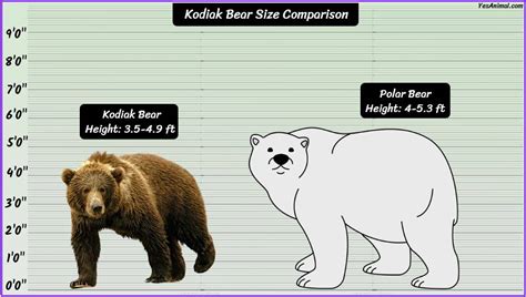 Kodiak Bear Size: How Big Are They? Compared With Others