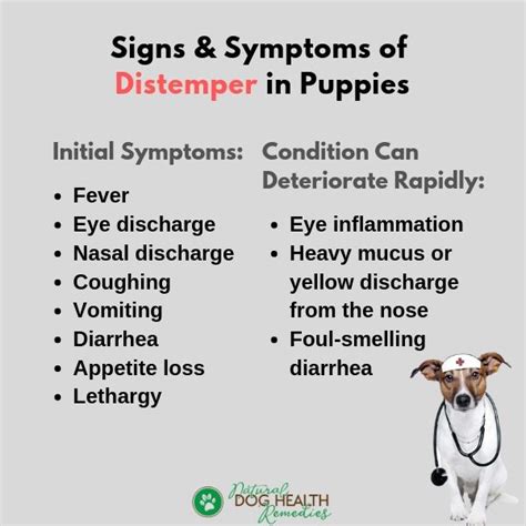 How To Cure Canine Distemper - Aimsnow7