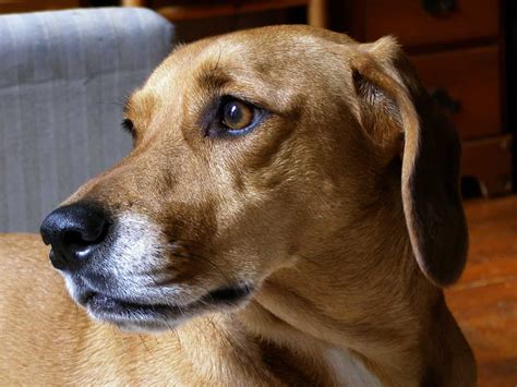 Meet the Dachshund Beagle Mix, A Brave and Loyal Dog - Animalso