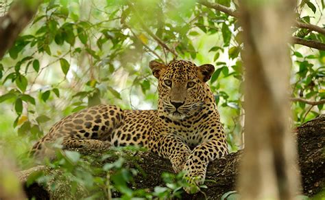 Wildlife Tours in Sri Lanka | Best of Lanka