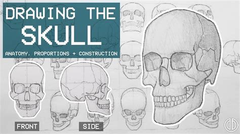 Skull Diagram Front