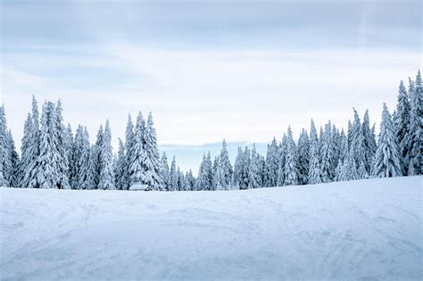 wallpaper snow, winter, trees, winter landscape, snowy HD : Widescreen ...