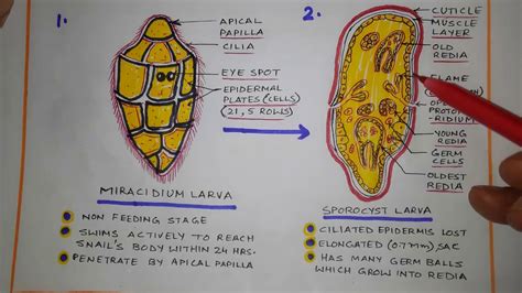 Life cycle of Fasciola hepatica - YouTube