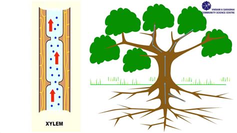 Capillary Action In Plants For Kids