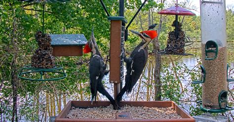 Cornell FeederWatch Cam | Cornell Lab Bird Cams Cornell Lab Bird Cams