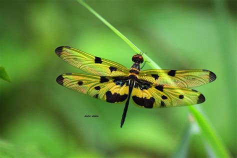 Yellow and black spots dragonfly | Colorful dragonfly, Dragonfly photos ...