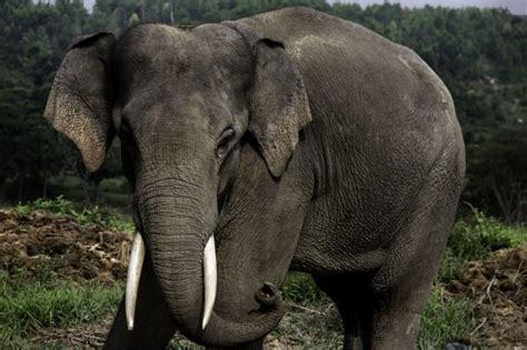 Sumatran Elephant Facts, Habitat, Diet, Life Cycle, Baby, Pictures