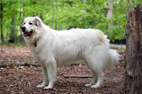 Great Pyrenees - All Big Dog Breeds