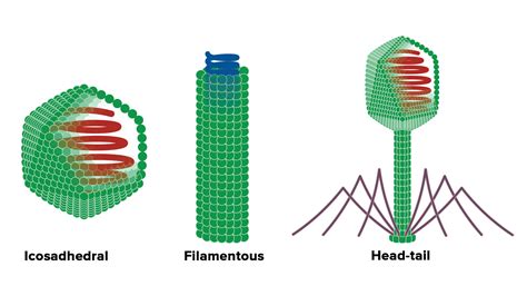 What are the 3 types of capsids?