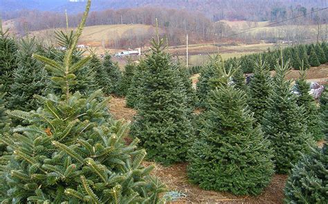 Christmas Tree seedlings are available from the Linville Nursery ...