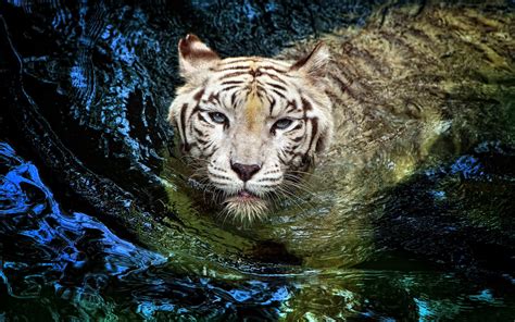 White Tiger With Blue Eyes Wallpapers 3d - Wallpaper Cave