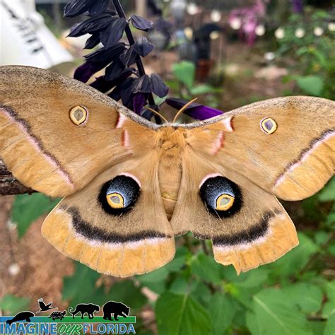 Polyphemus Moth – Imagine Our Florida, Inc