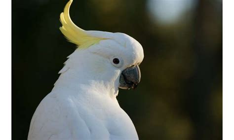 Snowball the dancing cockatoo has many moves