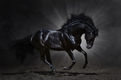 Caballos fondos de pantalla, horses wallpapers hd