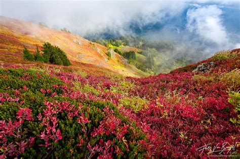 Berry Heaven | North Cascades, WA | Art in Nature Photography