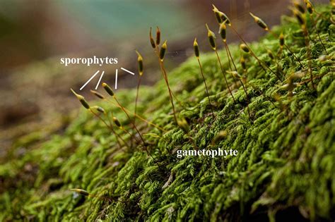 bryology 101 – Ohio Moss and Lichen Association