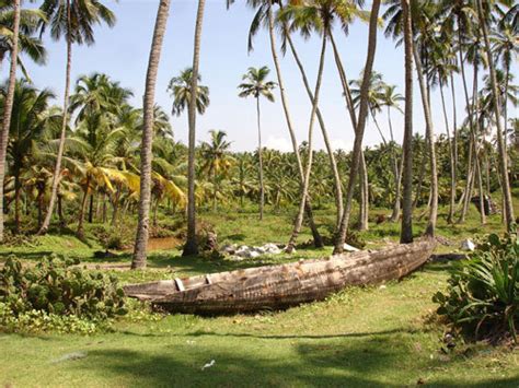 A typical Kerala Coconut Farm - Kerala Photo (20075146) - Fanpop