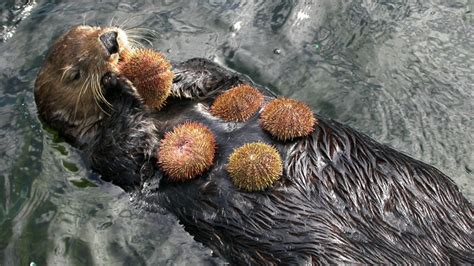 How sea otters fight climate change by guarding kelp forests | One Earth