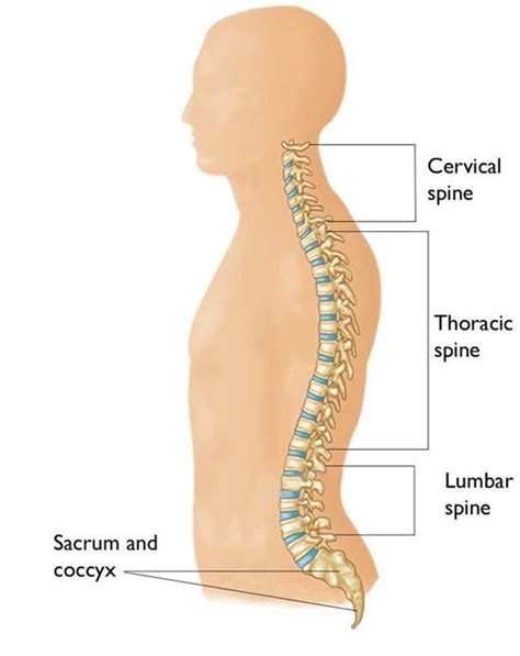 Fractures of the Thoracic and Lumbar Spine - OrthoInfo - AAOS