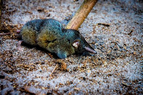 New Shrew Species, Thor's Hero Shrew, Has Super-Strong Backbone Of ...