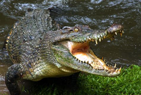 crocodile, Jaws, Teeth Wallpapers HD / Desktop and Mobile Backgrounds