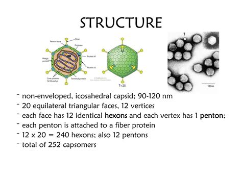 PPT - Adenoviridae PowerPoint Presentation, free download - ID:1057051