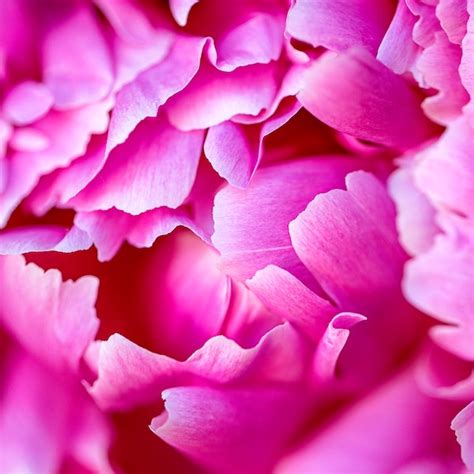 Peony Photography - Etsy