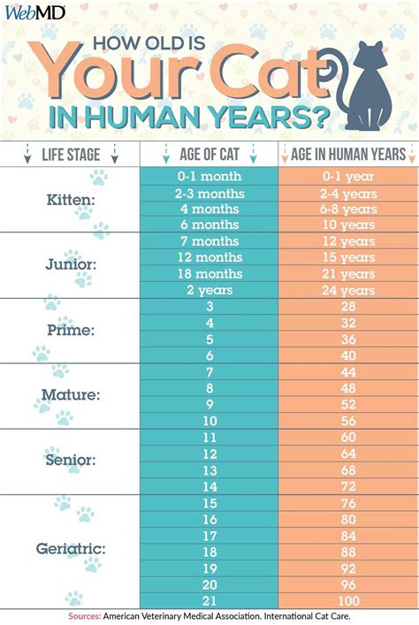 Warrior Cats Age Chart