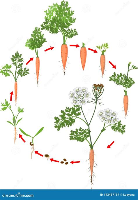 Life Cycle Of Carrot - Agaliprogram