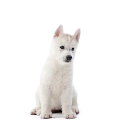 White Small Dog Images - Free Download on Freepik