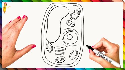 How To Draw A Plant Cell Step By Step - Plant Cell Drawing Easy | Plant ...