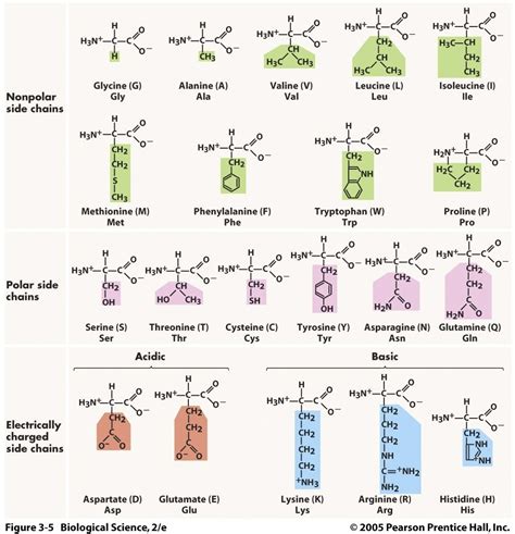 MCAT Amino Acids Diagram | Quizlet