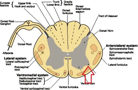 Level 8 - Anatomy of the Extremities - Memrise