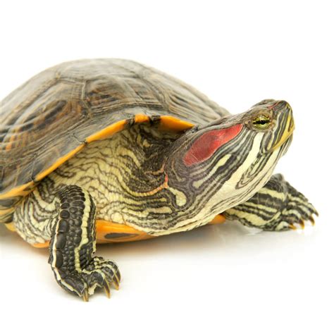 Where To Buy Red Eared Slider Turtles Near Me?