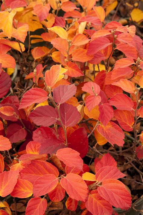 Dwarf-Fothergilla-Photo-Courtesy-of-Monrovia | Sublime Garden Design ...