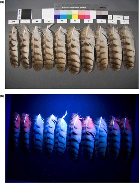 FIG. . Dorsal side of freshly plucked Great Horned Owl feathers. (a ...