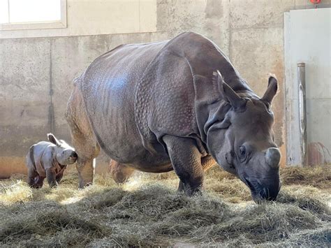 What's a Baby Rhino Called? Discover What to Call a Young Rhino