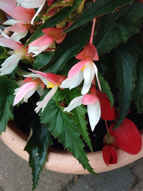 Bolivian begonia 'Million Kisses Elegance' (Begonia boliviensis ...