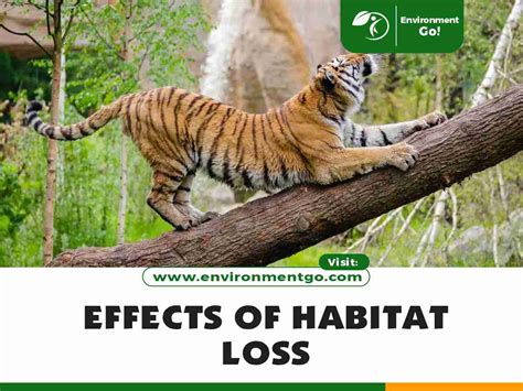 11 Major Effects of Habitat Loss - Environment Go!