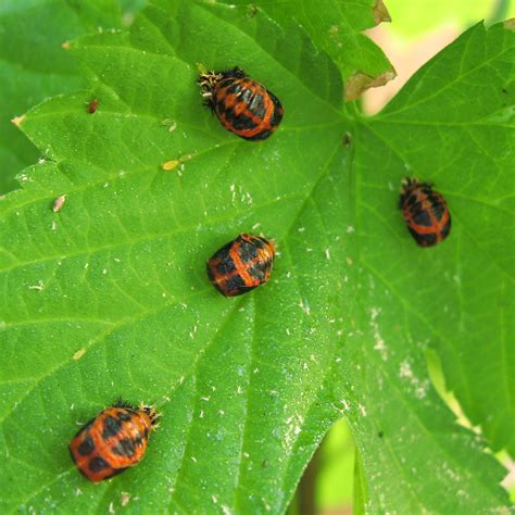 Ladybugs Facts, Types, Lifespan, Classification, Habitat, Pictures